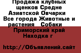 Продажа клубных щенков Средне Азиатской Овчарки - Все города Животные и растения » Собаки   . Приморский край,Находка г.